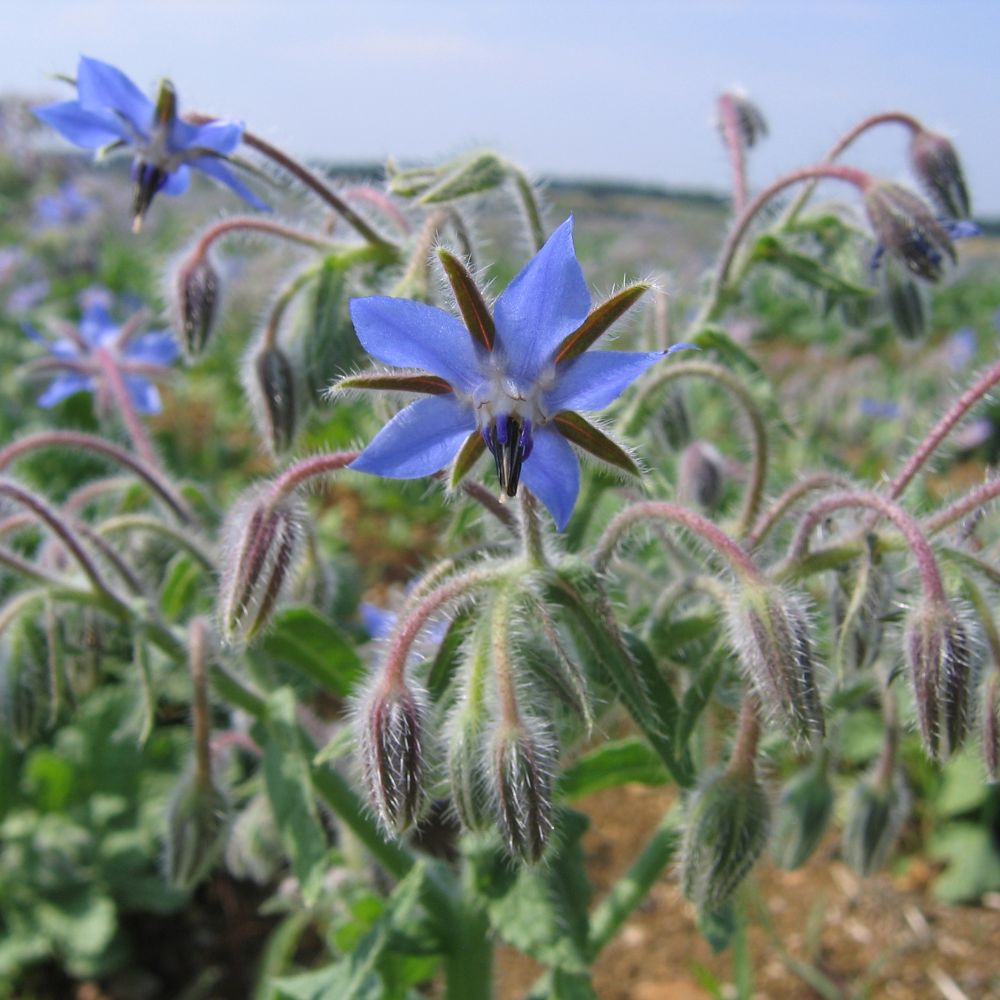 Une fleur de bourrache violette