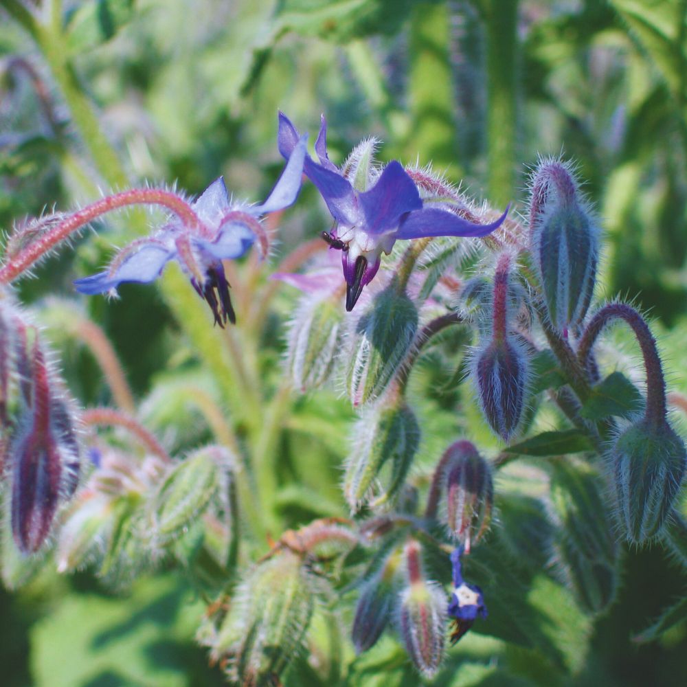 Une fleur de Bourrache