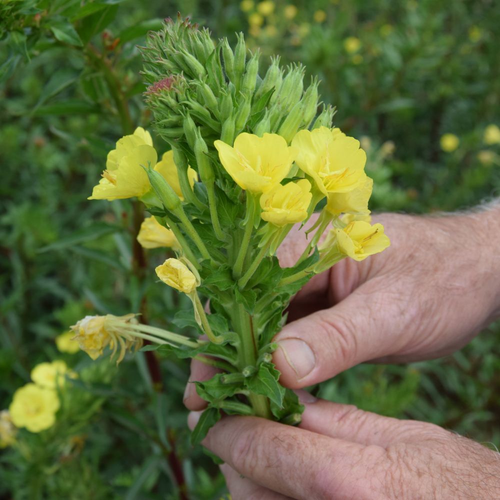 Des fleurs d'Onagre dans le champ Daniel Rouillard Producteur