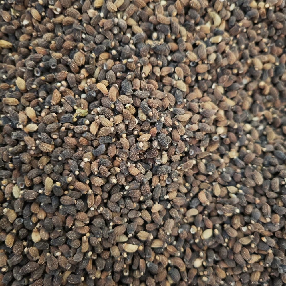 Graines de Bourrache françaises