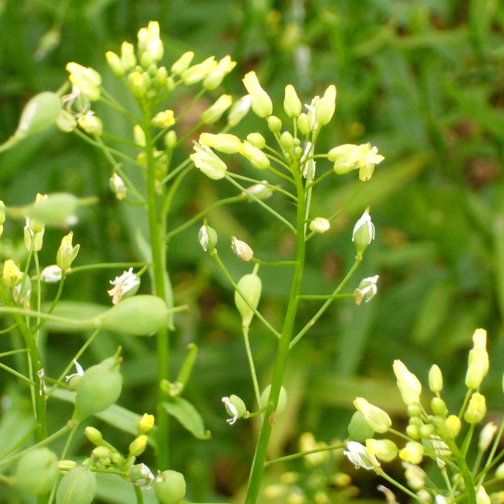 Une plante de Cameline jaune