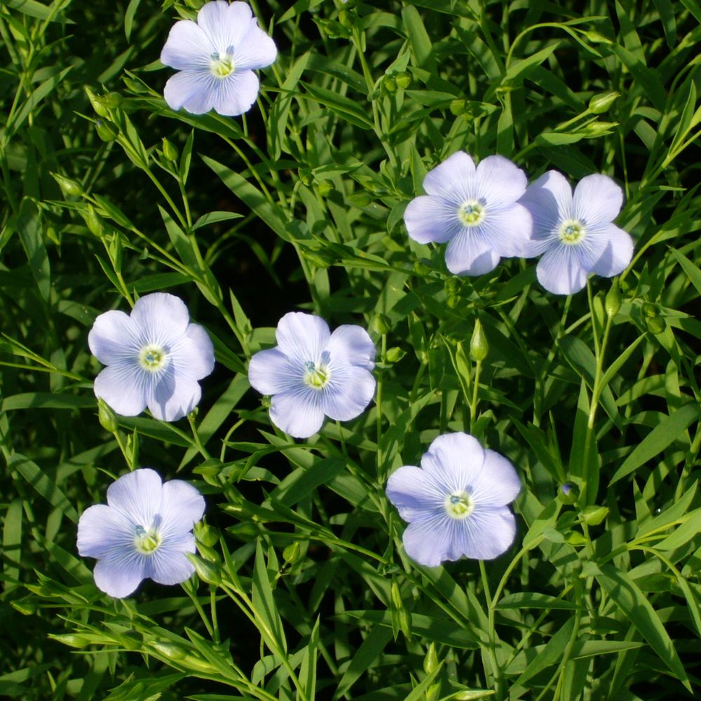 Fleurs de lin dans un champ